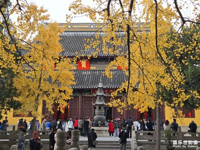 苏州的银杏与西园寺