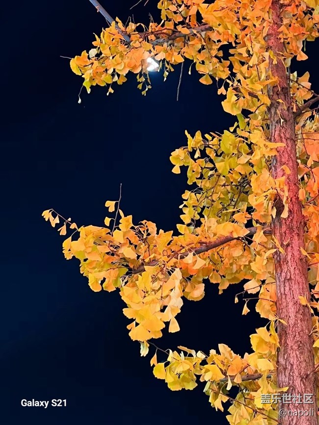 【三星视界】红叶