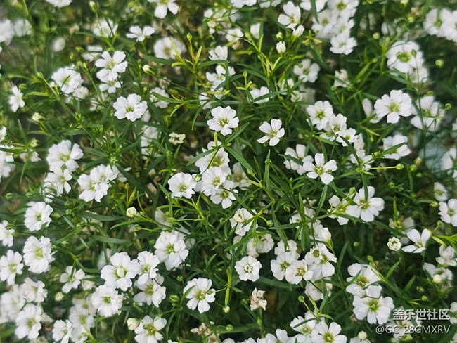 【星岁映像】花店
