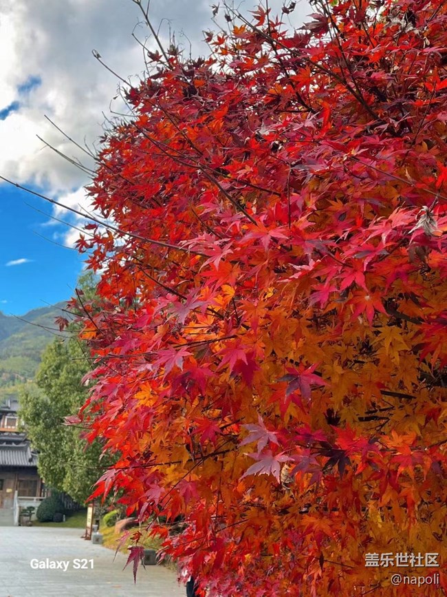 【三星视界】红叶