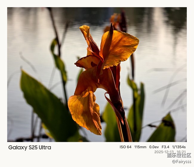 【Galaxy AI奇妙游】植物王国