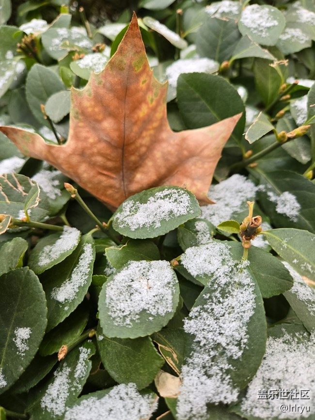 【银装视界】迎初雪