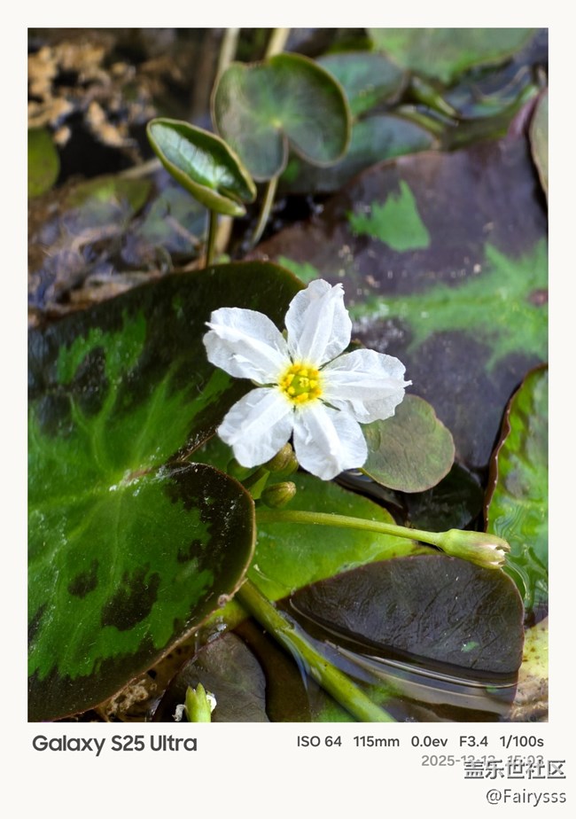 【Galaxy AI奇妙游】植物王国