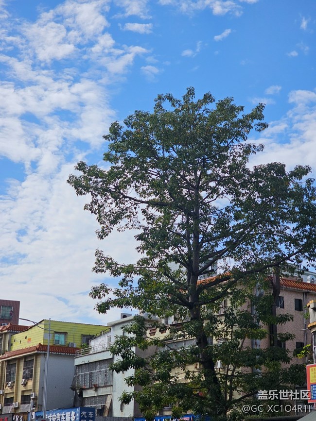 【捕捉那一抹金】多彩生活