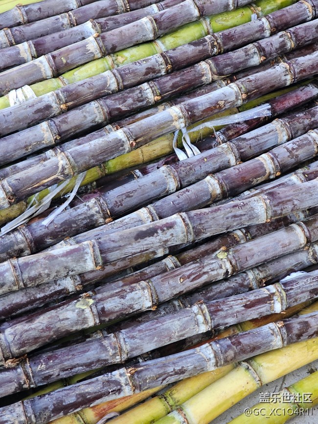 【捕捉那一抹金】水果新鲜