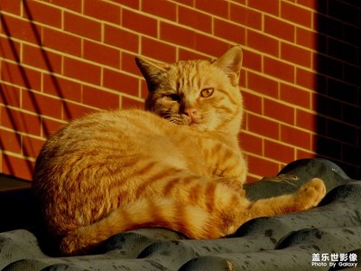 【顺光逆光】暖阳里的橘猫