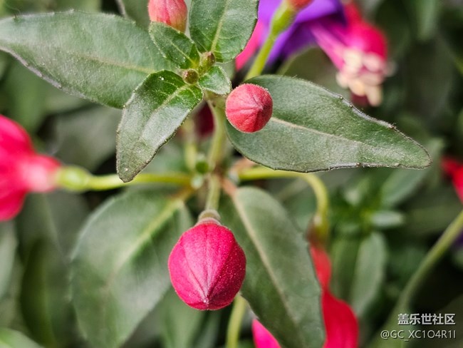 【我与Galaxy的日常】日常花开