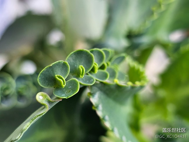 【捕捉那一抹金】花开灿烂