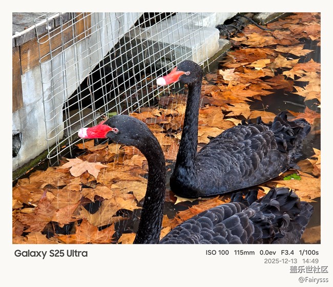 【Galaxy AI奇妙游】植物王国