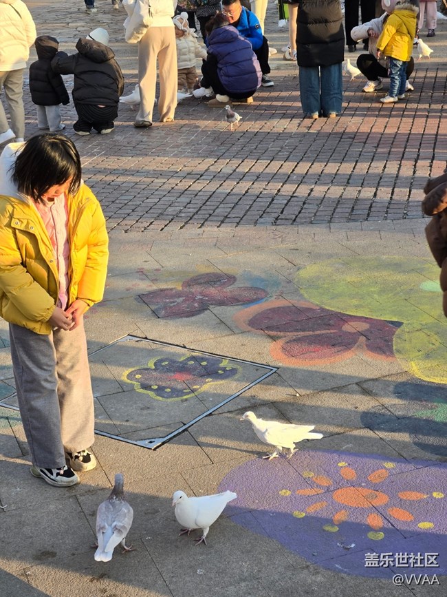 【星岁映像】观鸽子