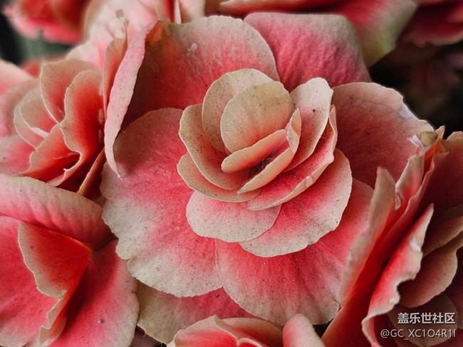 【我与Galaxy的日常】日常花开