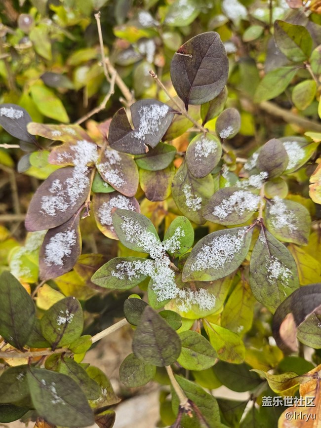 【银装视界】迎初雪