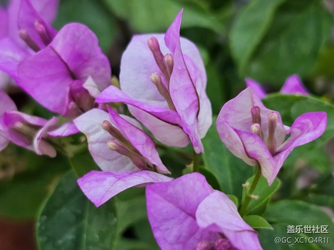 【捕捉那一抹金】花开灿烂
