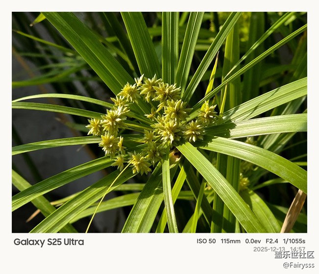 【Galaxy AI奇妙游】植物王国