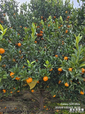 【顺光逆光】+橘子园随拍