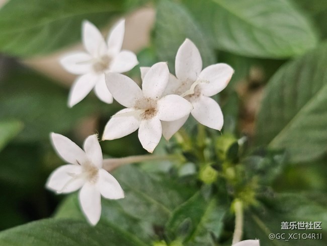 【我与Galaxy的日常】日常花开