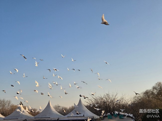 【星岁映像】观鸽子