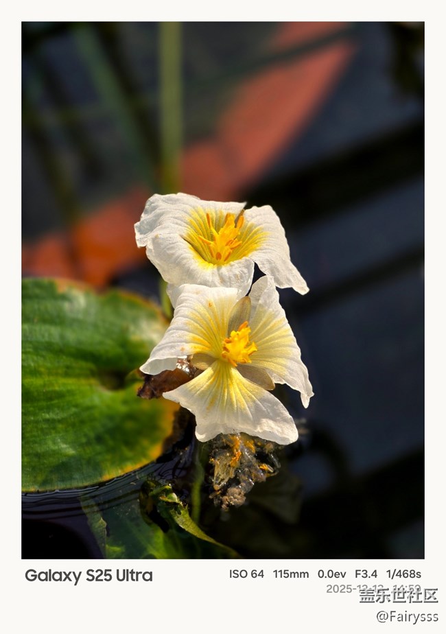 【Galaxy AI奇妙游】植物王国