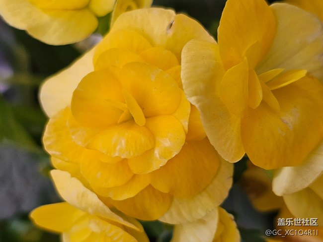 【我与Galaxy的日常】日常花开