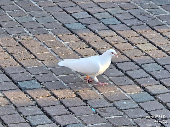 【星岁映像】观鸽子