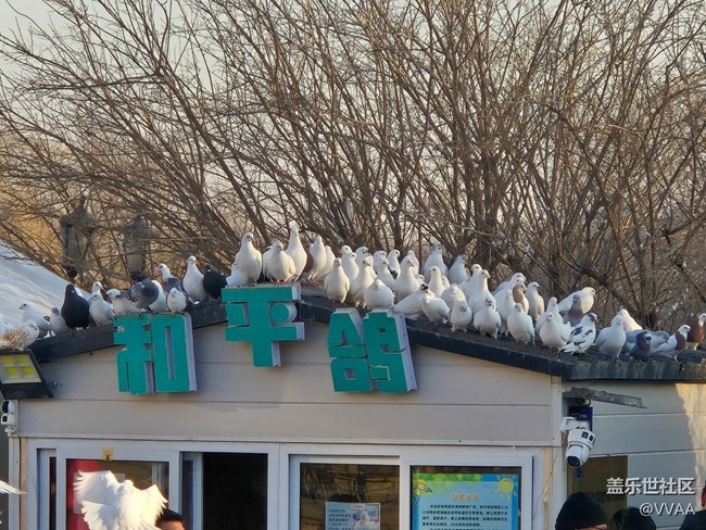 【星岁映像】观鸽子