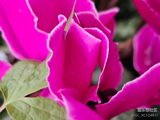 【我与Galaxy的日常】日常花开