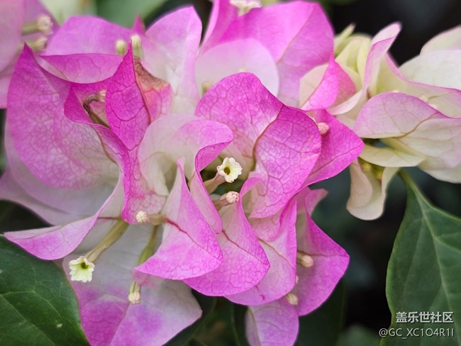 【捕捉那一抹金】花开灿烂