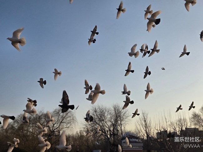 【星岁映像】观鸽子