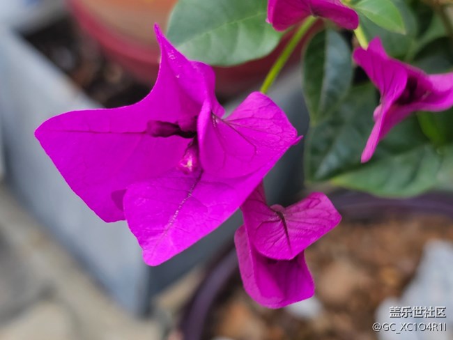 【捕捉那一抹金】花开灿烂