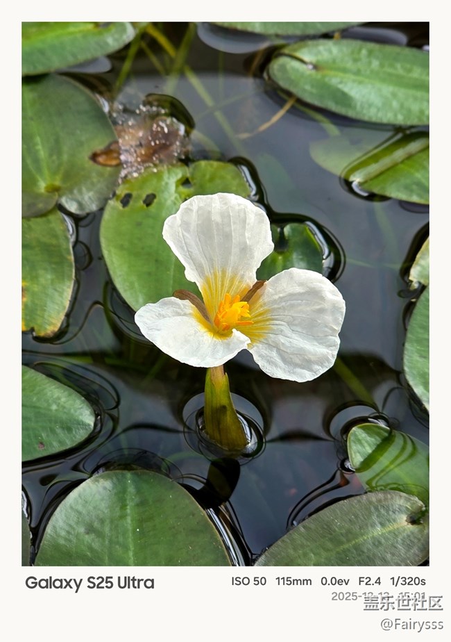 【Galaxy AI奇妙游】植物王国