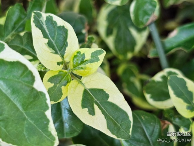 【星岁映像】植物多彩