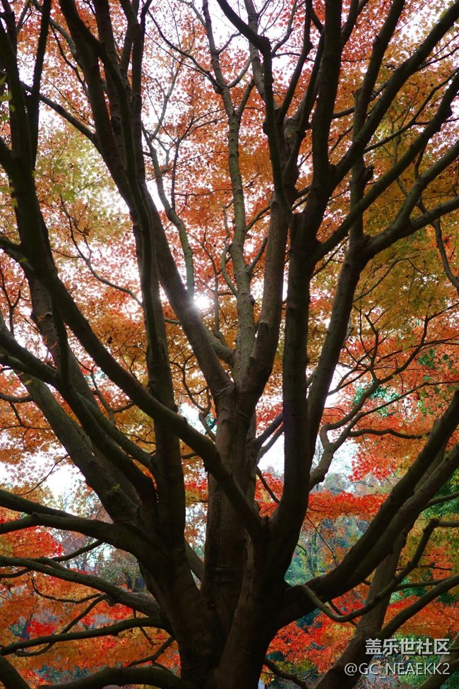 【秋末山景】枫叶红了