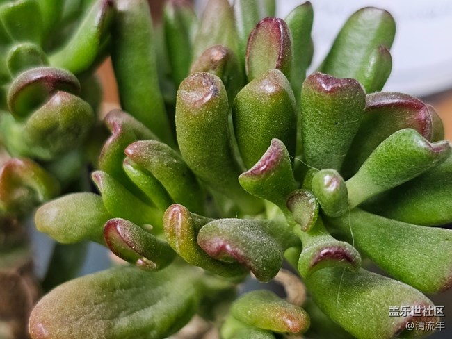 【星岁映像】漂亮的多肉