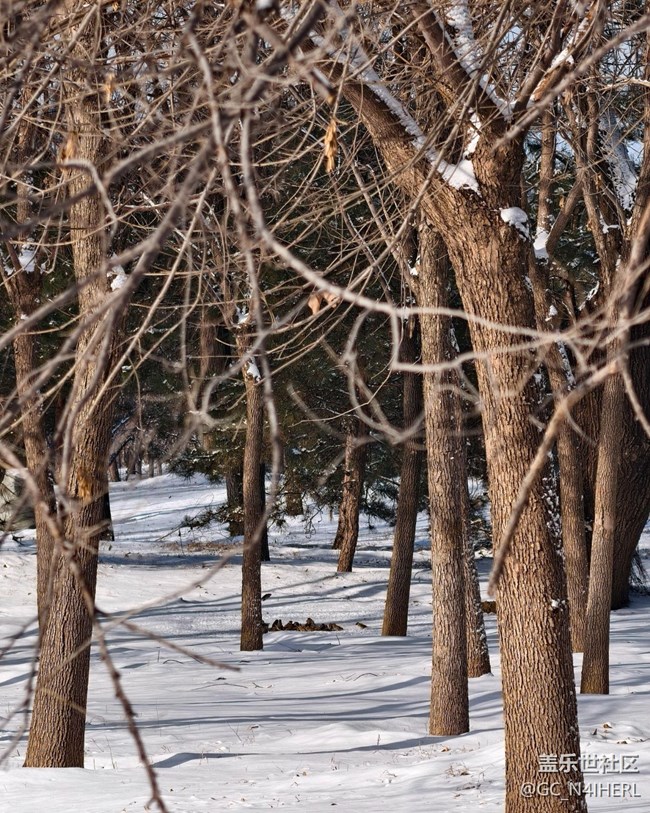 【银装视界】素雪凝枝，静绘冬韵