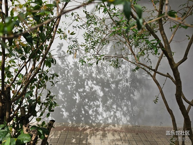 【捕捉那一抹金】午后