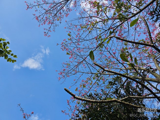 【捕捉那一抹金】看微风不燥