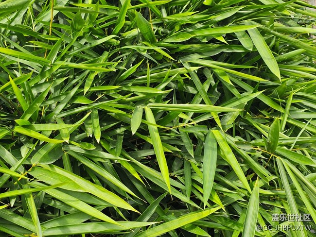 【捕捉那一抹金】好时间