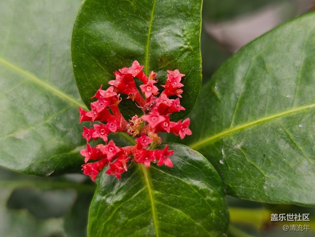 【地域拼图】花开灿烂