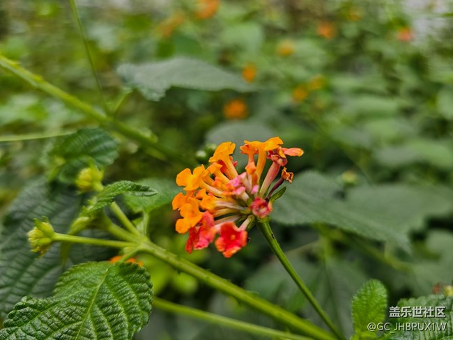 【捕捉那一抹金】好时间