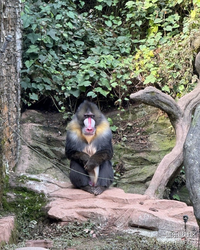 【地域拼图】可爱的动物