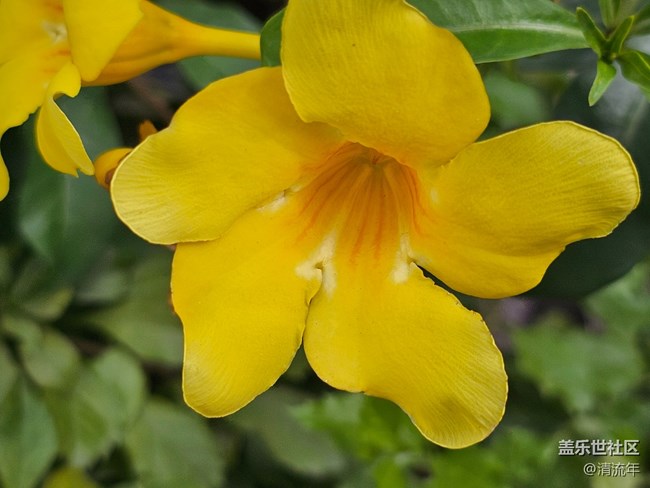 【捕捉那一抹金】户外绿植