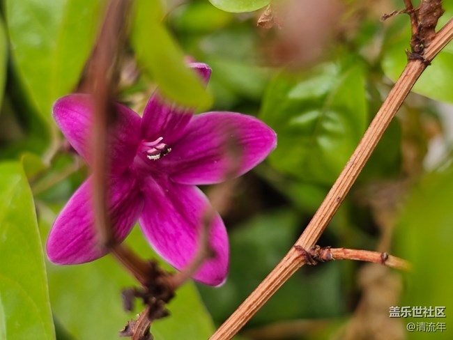 【地域拼图】花开灿烂