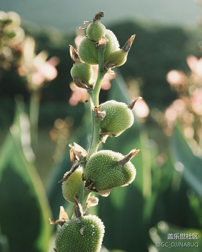 【秋末山景】秋意缀芳华