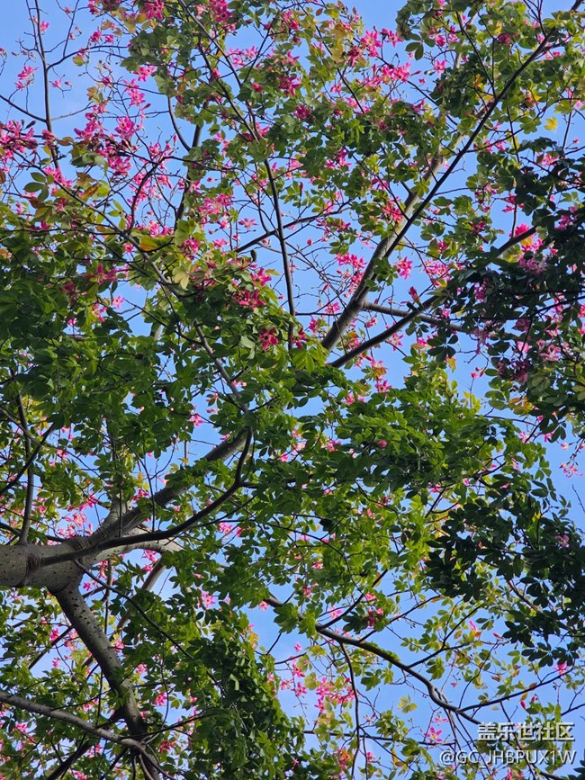 【捕捉那一抹金】看微风不燥