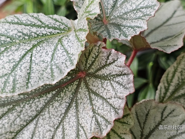 【星岁映像】漂亮的多肉