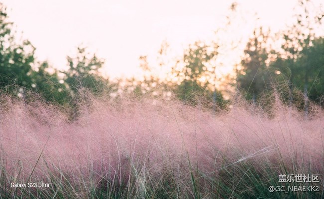 【三星视界】秋天粉黛草