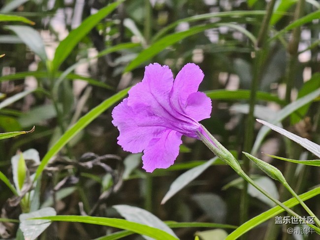 【地域拼图】花开灿烂