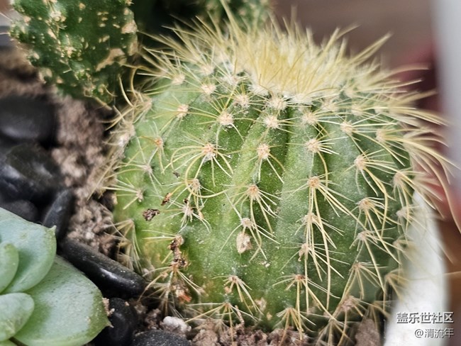 【星岁映像】漂亮的多肉