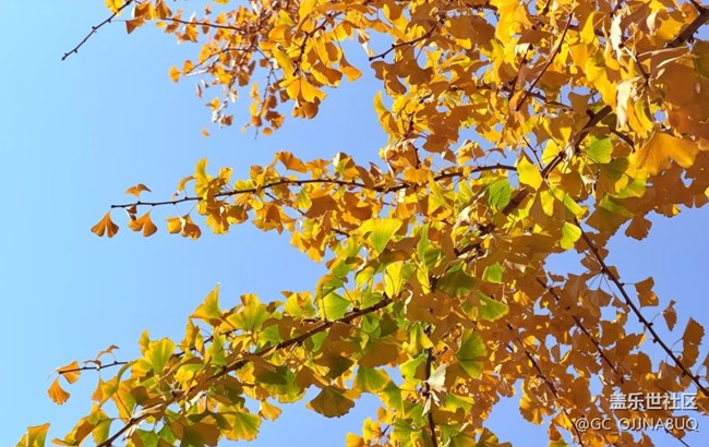 【街巷秋痕】城市秋色