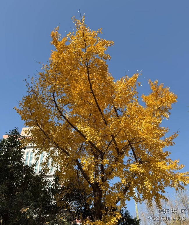 【街巷秋痕】城市秋色